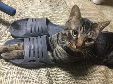 【ある種オカルト】うちのネッコがワイのスリッパを履いて困るんやがどうしたらええねん