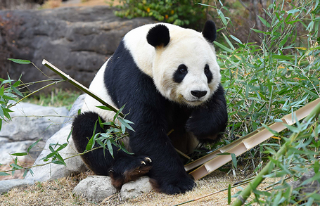 【チラッ、チラ】日本よパンダが来なくて悔しいか