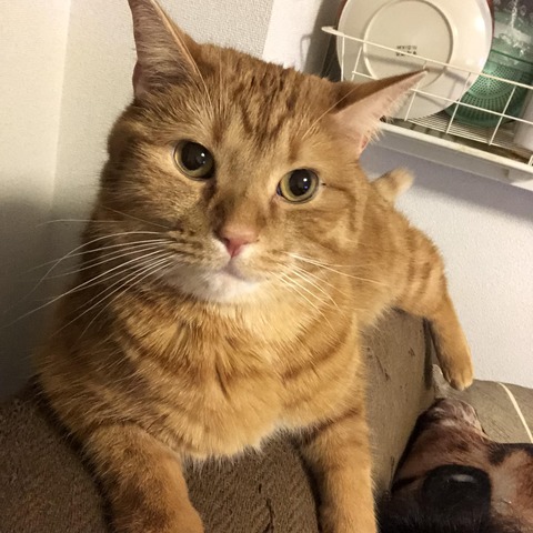 【ネッコ】真夜中だけどワイのネッコ自慢