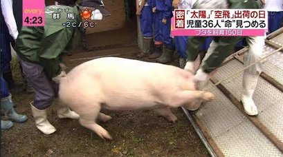 小学女児がボロ泣きながら「Pちゃんおいしい」小学校で飼ってた豚を食肉工場へ。これが食育