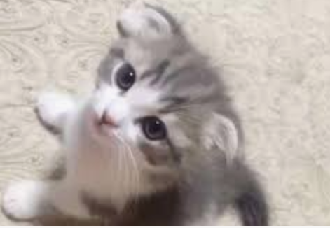 【新潟市東区】子猫を抱かせた隙に…女児の体を触るわいせつ容疑　55歳無職の男を逮捕「猫をなでただけ」と否認