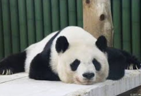 【中国】「日本のパンダファンが見に来ることを歓迎する」　中国、早期の新規貸与に後ろ向き