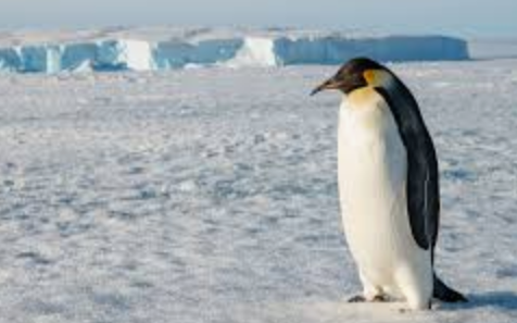 【国際】「グリーンランドにペンギンはいない」米ホワイトハウス投稿の『加工画像』に世界から総ツッコミ…「ペンギンは南半球に」「次は南極？！」