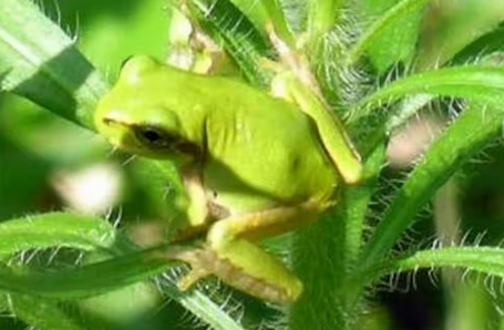 【研究】がんを死滅させる細菌、アマガエルから発見　注射１回で腸の腫瘍完治　特効薬となる可能性