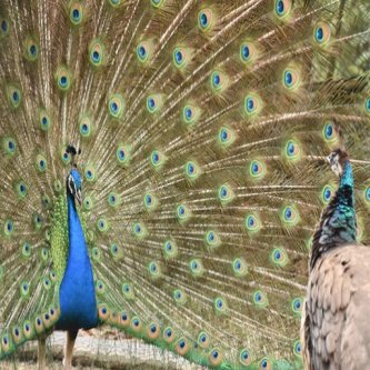 「クジャクは1～5まで数えられる」北里大の研究チーム解明