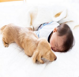 【衝撃】生後4ヶ月児、昼寝中に室内飼いの小型犬に襲われ局部から出血 – 目を離した15分の惨劇