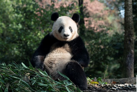 【パンダ返還】上野動物園はライオンやシマウマもいない現状…「パンダはもういらない?」動物園の未来