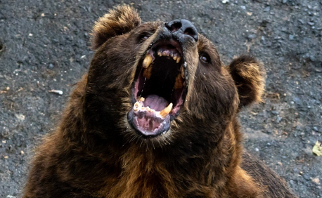 【クマパンチ】「クマ用防護服」急ピッチで開発進む　ベアクローによる「致命傷」からパトロールする人間の身を守るには