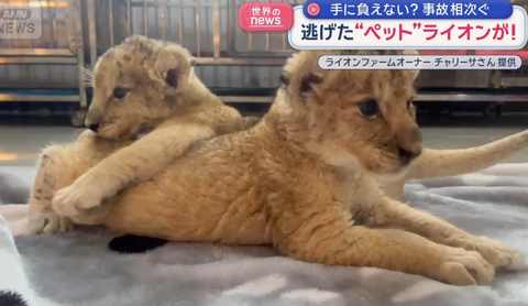 【国際】タイでライオンをペットに　子どもが重傷を負う事態　違法輸出も問題に