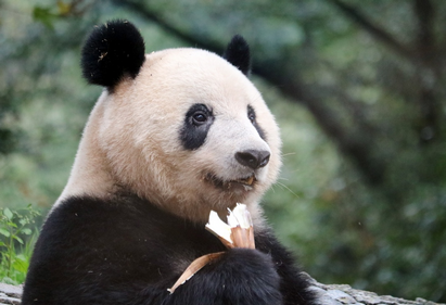 【テレ朝】玉川徹氏、パンダは「親善大使」としみじみ 中国返還「友好関係がなければ新しい大使は来ない」