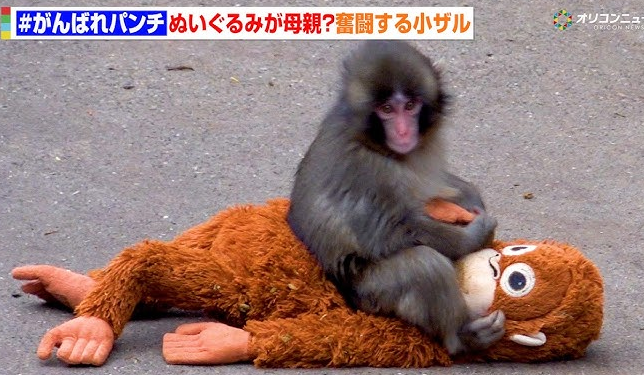 【X】話題のニホンザル「パンチ」にいじめ？　動画拡散で市川動植物園が〝異例〟の声明「攻撃ではなくコミュニケーション」