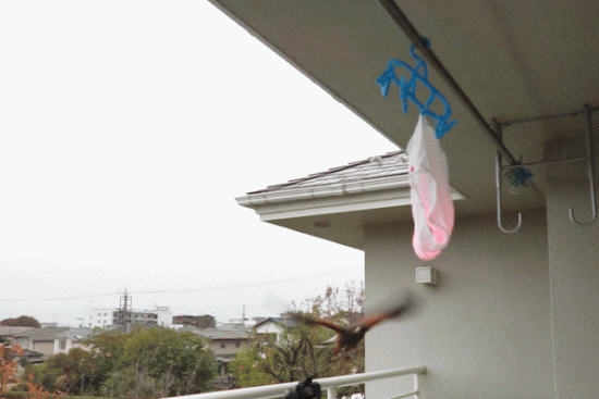 【窃盗】神戸市灘区に住む高校生の男（１８）を逮捕　ベランダから男性用の下着２点を盗んだ疑い