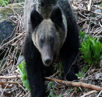 北海道「元警察官や元自衛官にヒグマを狩らせよう」