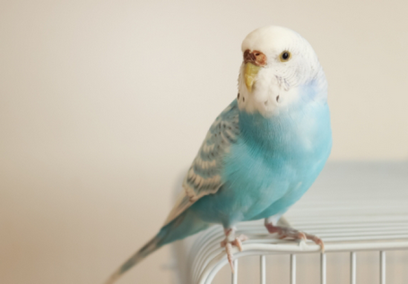 26歳の男を強要未遂で逮捕　女性のインコに危害加えるようなメッセージ送信し面会要求