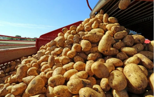 記録的豊作でドイツの農場がじゃがいも4000トンを無料配布。「市場を壊す」と反発の声