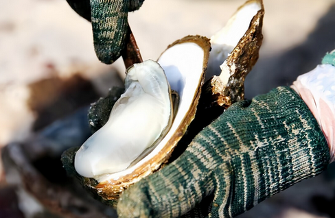 【国際】ノロウイルスによる食中毒相次ぐ香港、韓国産の生ガキの輸入・販売中止　養殖場にトイレなし＝韓国ネット「国家的な恥」