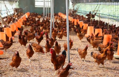 【社会】養鶏場から銅線窃盗→空調止まり５万３０００羽死ぬ…の疑いで逮捕、カンボジア国籍の３３歳男を不起訴に　理由は明らかにしていない