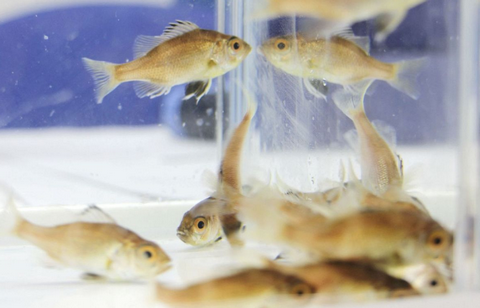 【経済】「世界初の成果」近畿大学、ノドグロの完全養殖に成功したと発表 飼育研究開始から約10年…経過&amp;今後の課題