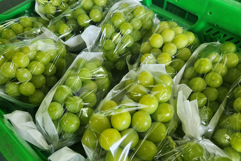 【国際】「儲かると噂が広まり…」韓国で好調だったシャインマスカット価格80％暴落、その背景