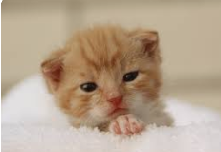 【福岡】「ネコがいなくなった」知人女性宅に侵入し飼いネコ１匹を盗んだ疑い　32歳男を逮捕　男の自宅からネコ見つかる