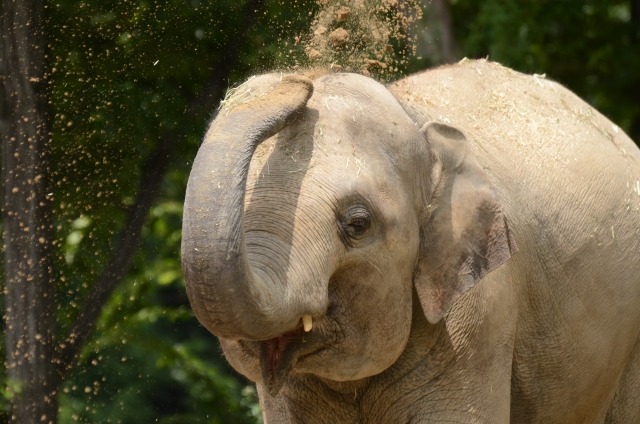 地上最強の動物→