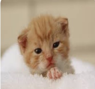 【福岡】「ネコがいなくなった」知人女性宅に侵入し飼いネコ１匹を盗んだ疑い　32歳男を逮捕　男の自宅からネコ見つかる