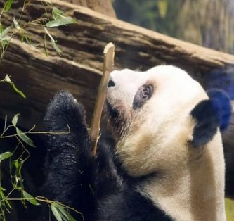 【東京】「パンダ不在の恐ろしさ、いなくなって初めて気づいた」 脱パンダ派もガチ勢も知らない、地域が抱える深刻な課題…中国が実は日本に貸したい意外な「メリット」も