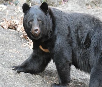 【ヒグマ対策】「もうクマの駆除から外してほしい」北海道猟友会トップの衝撃発言―その裏にある“命がけの現場”55年のハンター歴を持つ会長発言の重み