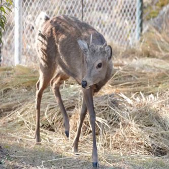 【お幸せに】大阪の迷いシカ　新天地、能勢温泉のキャンプ施設に移送　担当者「幸せに過ごしてほしい」
