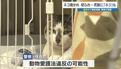 【熊本・山都町】ネコ焼かれ切られ、火葬すると出てきた『ネジ』… 複数匹が虐待か？　警察の捜査はじまる