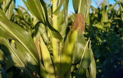 【国際】ホルムズ海峡封鎖、石油危機より怖い「肥料ショック」    封鎖が長引けば世界の食料生産が危機に陥る可能性がある