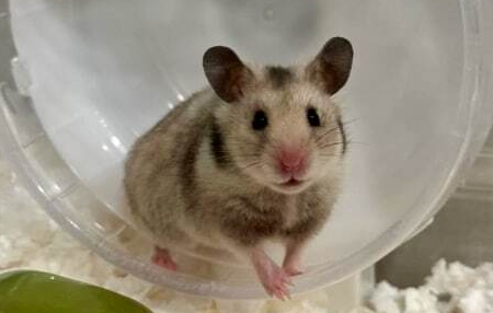 【〓】「野生化してる？」大阪の公園でハムスター10匹発見、保護団体「捨てられた可能性が高い」