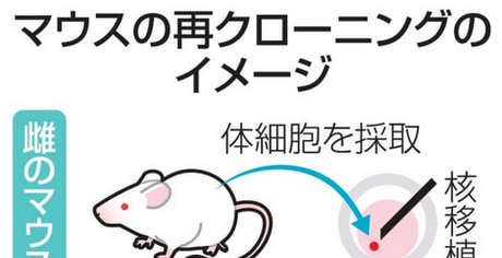 【研究】クローンは無限に作れない　マウス58世代目で限界