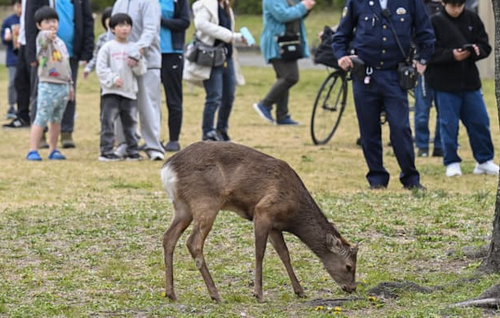 【奈良】大阪市内で見つかったシカ　山下知事「奈良公園から出たシカは天然記念物ではない」「奈良県内への放獣は認められない」