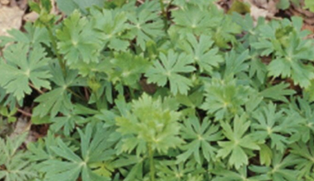 【青森】間違えてトリカブトを食べたか「ニリンソウを食べた」トリカブト食中毒で50代の男性が集中治療室に入院　下痢・嘔吐・呼吸不全などの症状