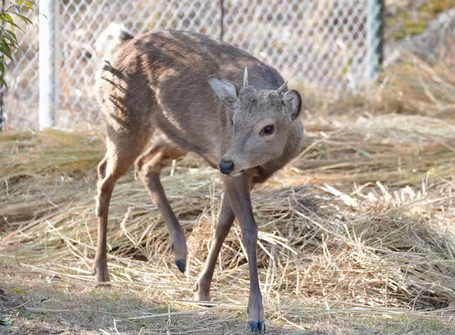 【お幸せに】大阪の迷いシカ　新天地、能勢温泉のキャンプ施設に移送　担当者「幸せに過ごしてほしい」