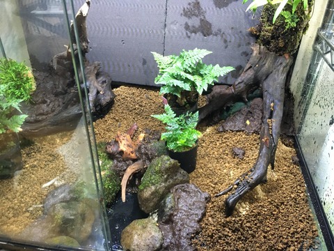 【画像】カエルさんの水槽作るンゴ