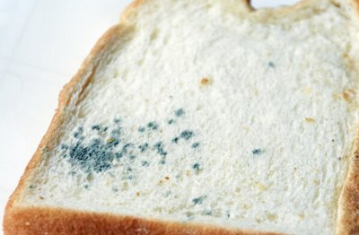 【大阪府熊取町】小中学校で嘔吐・下痢など体調不良者が続出　「給食パン」が原因のノロウイルス食中毒と断定　患者数は現時点で302人…体調不良訴えている人はすでに600人超