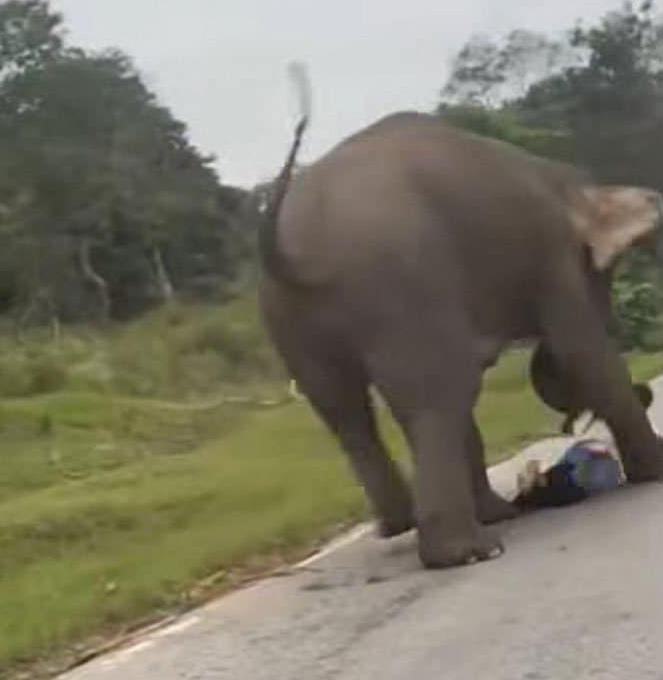 【海外】狩猟マニアの米富豪、アフリカで象に踏みつぶされて死亡