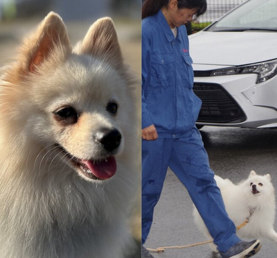 【社会】宮崎県初のポメラニアン警察犬「試験1年目で一発合格する犬はそうはいない」驚きの実力…飼い主の事情で手放された「ハク号」物語
