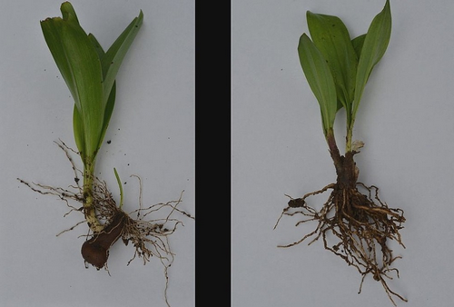 【誤認】「ギョウジャニンニクの天ぷらを食べた」 有毒植物・イヌサフランの誤食で70代女性死亡