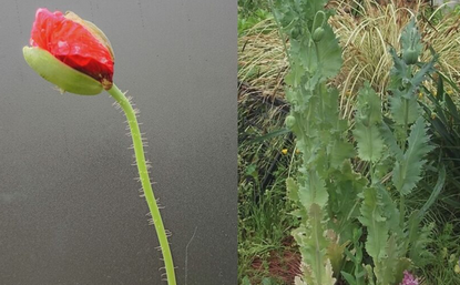 【愛知】栽培禁止の「ケシ」の苗がJA直売所で販売される　県が回収呼びかけ