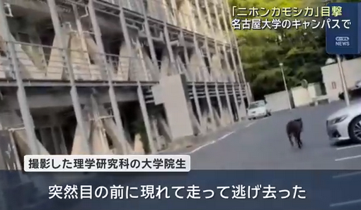 【国の天然記念物】「ニホンカモシカ」か　名古屋大学のキャンパスで目撃　走って逃げ去る
