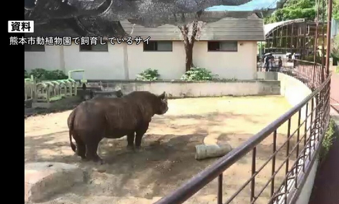 【熊本】サイに襲われ飼育員けが　頭から出血し病院搬送　繁殖のためオスメスを引き合わせる準備中　熊本市動植物園