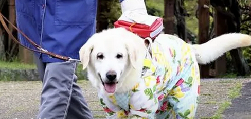 【社会】盲導犬にリードなしの犬が近づき転倒し負傷、視覚障害の女性が提訴…「盲導犬に犬を近づける危険性を広く知ってほしい」