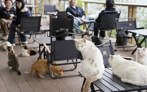 【国際】中国でペットの飼育放棄、深刻化　犬猫9000万匹、保護に本腰