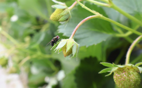 【農業】清潔なハエ、イチゴ園で授粉に活用　ミツバチと比べ「扱いやすく人を刺す危険もない」