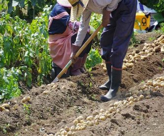 【X】「なんでこんな世の中になっちゃったの？」「平和な日本の秩序が終わってる」　相次ぐ農作物の盗難　茨城県警の注意喚起に嘆きの声