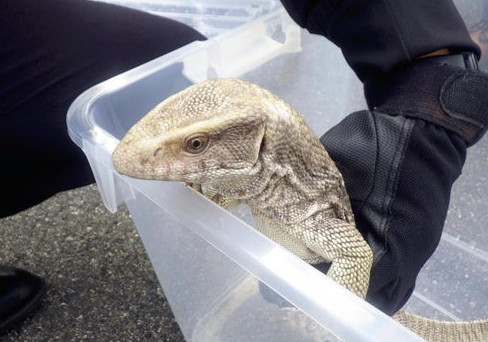 【滋賀】アパートの側溝に全長６０センチのトカゲ、通行人の女性が保護…毒はなし