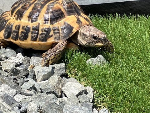 飼いやすいペットランキングを発表します
